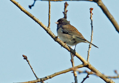 Dark-eyed Junco, Davis, CA