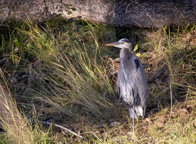 Great Blue Heron, Davis, CA