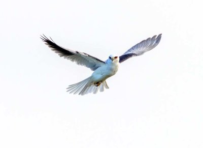 White-tailed Kite