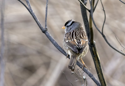 White-crowned Sparrow, Yolo Bypass Wildlife Area, CA