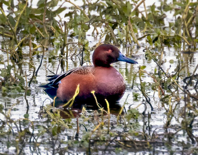 Cinnamon Teal