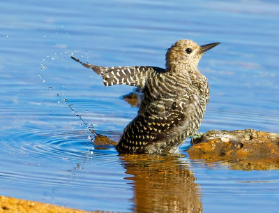 Williamson's Sapsucker (Juvenile Female), Crane Prairie Reservoir, OR
