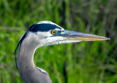 Great Blue Heron, Davis, CA