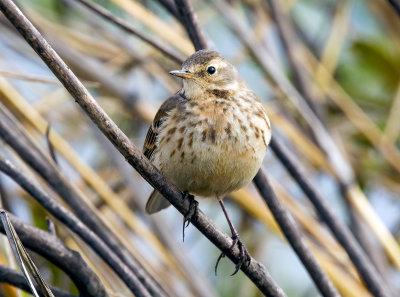 Wagtails and Pipits