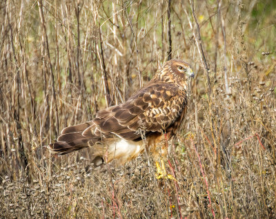 Northern Harrier, Yolo Bypass Wildlife Area