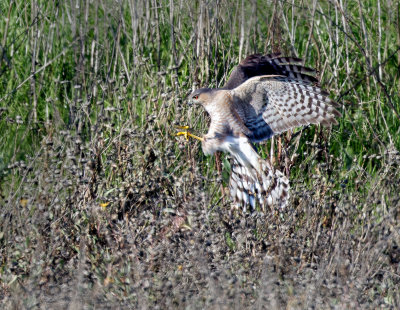 Cooper's Hawk