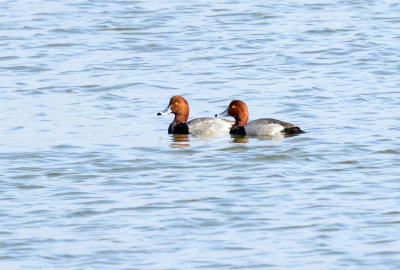 Redheads, Woodland, CA