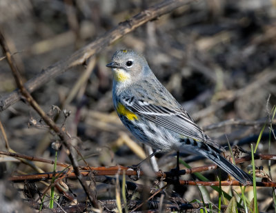 Yellow-rumped Warbler