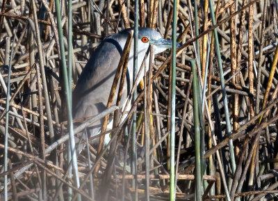 Black-crowned Night Heron, Yolo Bypass Wildlife Area