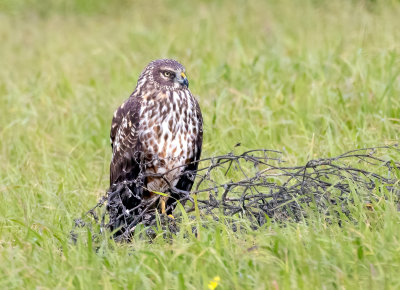 Northern Harrier, Woodland, CA