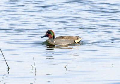 Green-winged Teal