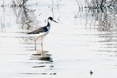 Stilt