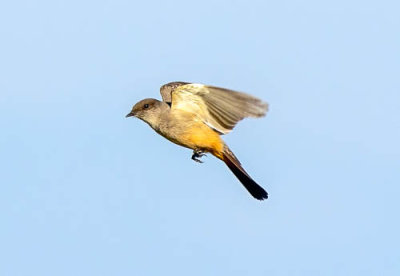 Say's Phoebe