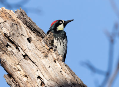 Acorn Woodpecker, Solano Lake, CA