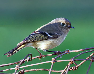 Ruby-crowned Kinglet