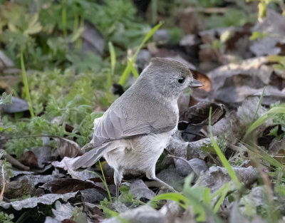 Oak Titmouse, Solano Lake, CA