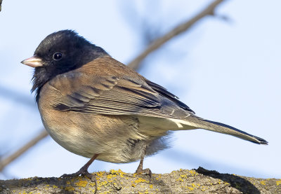 Dark-eyed Junco