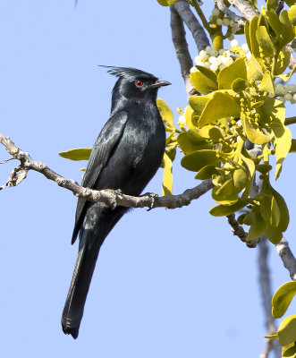 Phainopepla