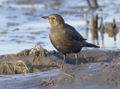 Brewer's Blackbird