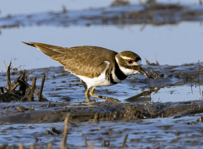 Killdeer