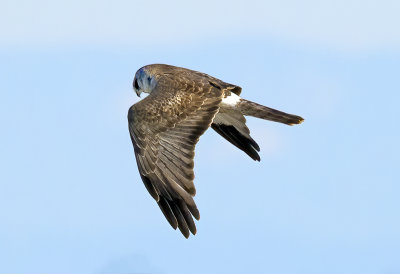 Northern Harrier, Sacramento Wildlife Refuge, CA