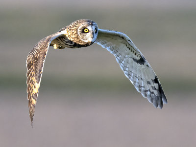 Short-eared Owl