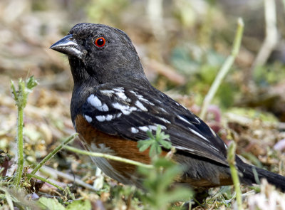 spotted_towhee