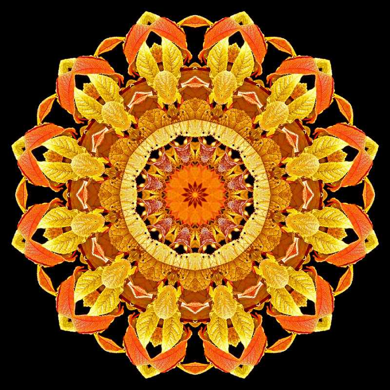 Kaleidoscope created with autumn leaves seen in October