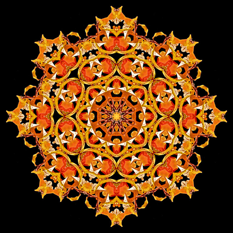 Evolved kaleidoscope created with autumn leaves 