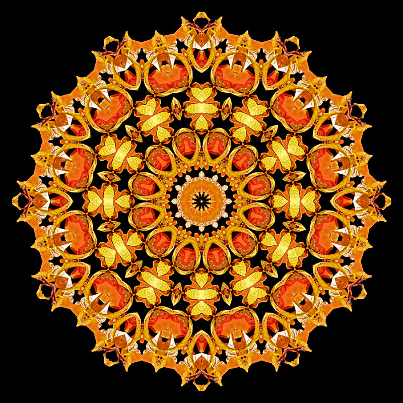 Evolved kaleidoscope created with autumn leaves