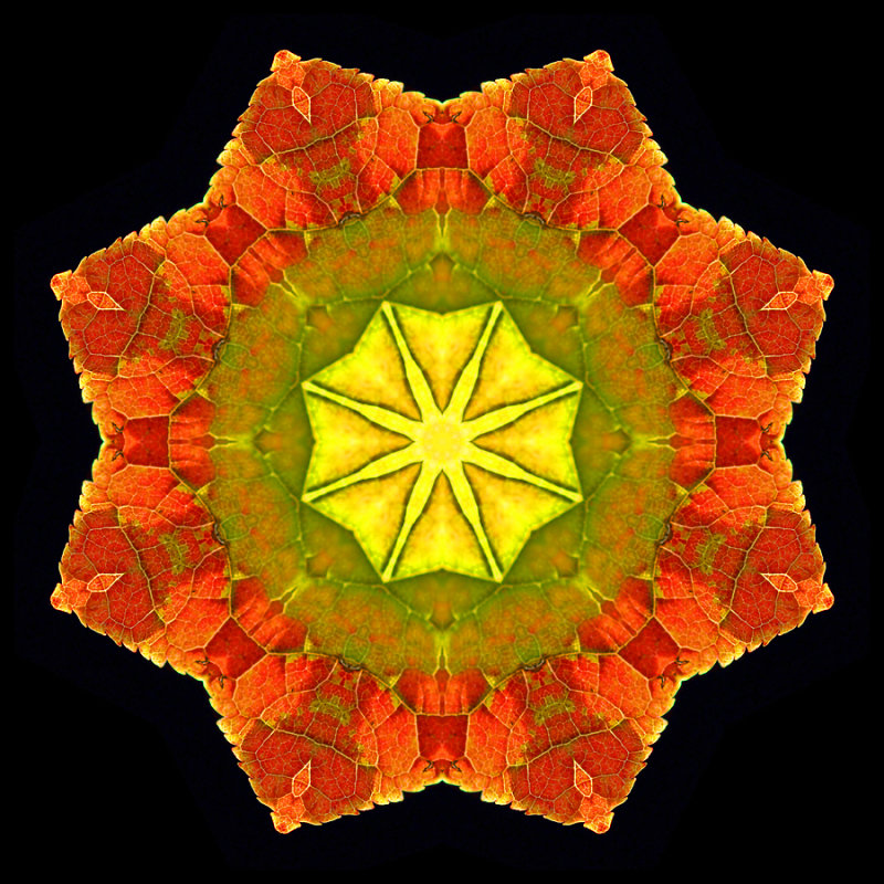 Kaleidoscope created with a colored leaf seen at the forest in October