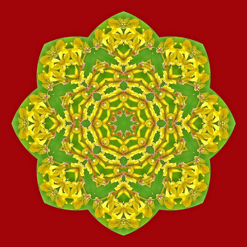 Kaleidoscopic picture created with a Forsythia bush seen in March