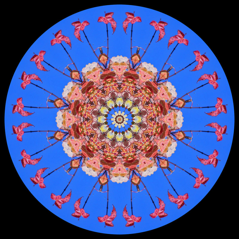 Kaleidoscope created with part of a tree with colored leaves in October