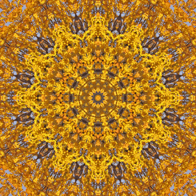 Kaleidoscope created with a tree and its yellow leaves and blue sky in October