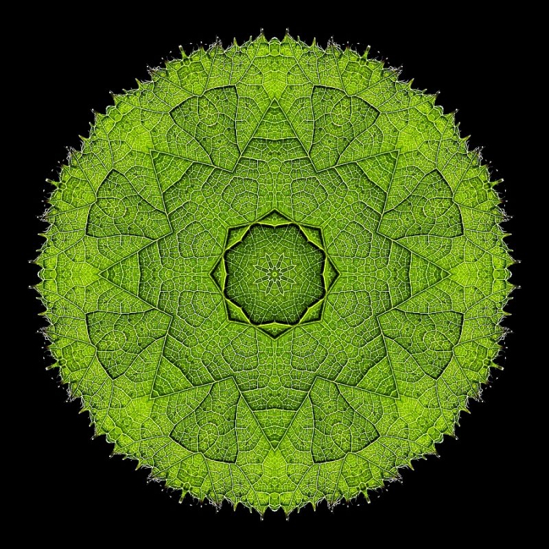 Kaleidoscopic picture created with a leaf seen in the forest on New Years day