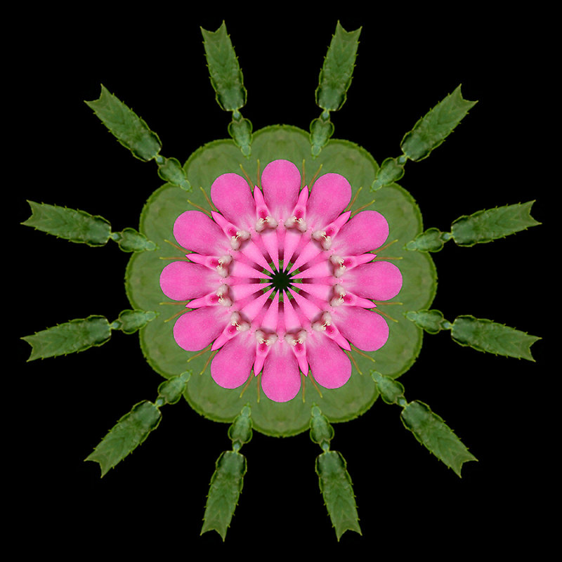 Kaleidoscope created with a small flower seen in Addis Ababa