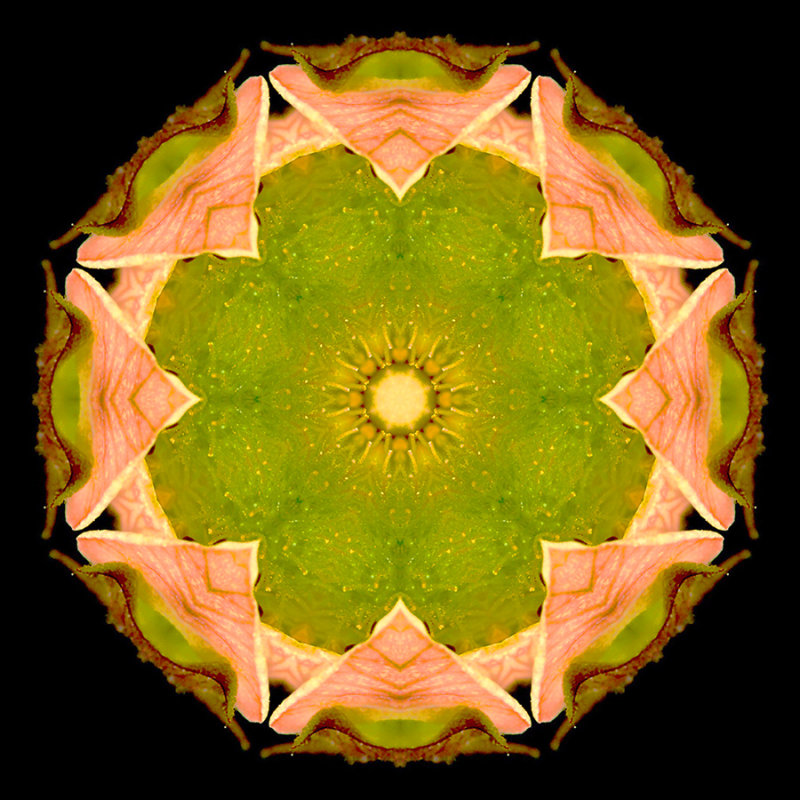 Kaleidoscopic picture creatied with a wildflower seen in the forest in June