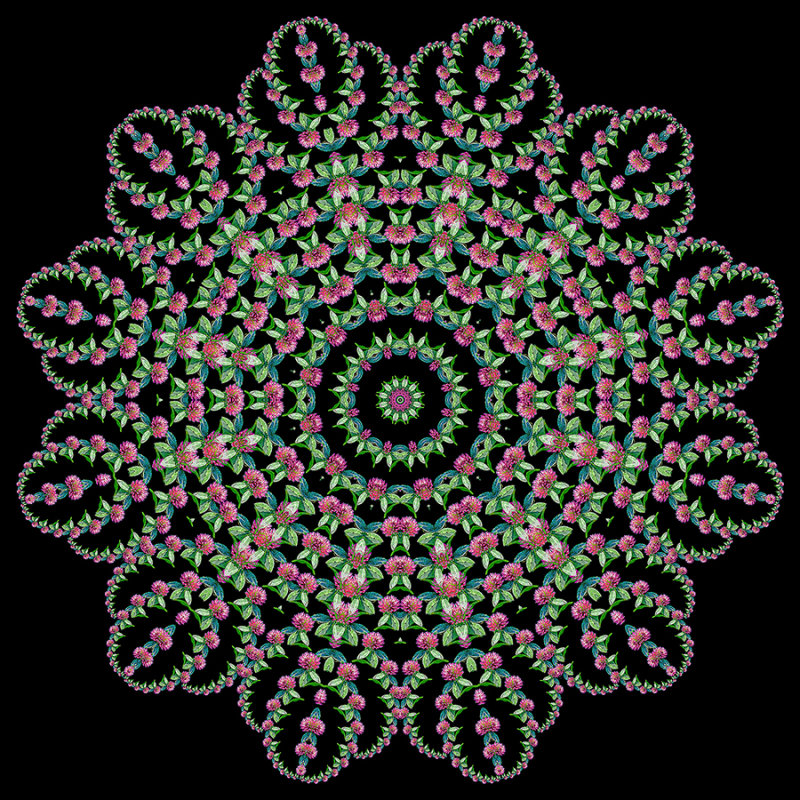 Evolved kaleidoscope created with a wildflower seen in October