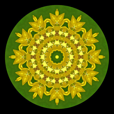 Evolved kaleidoscope created with a picture of fosithia in my backyard