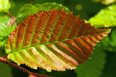 Leaf in May
