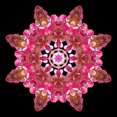 Kaleidoscope created with a wild flower