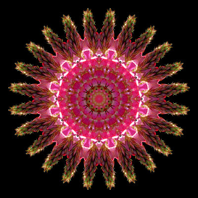 Kaleidoscope created with a wild flower