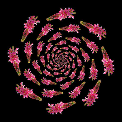 Spiral kaleidoscope created with a wild flower