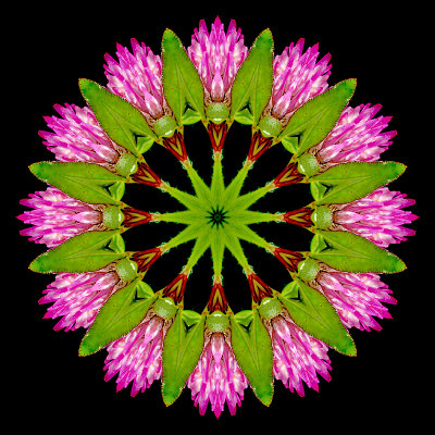 Kaleidoscope created with a wild flower