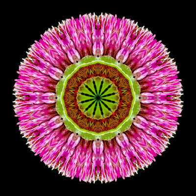 Kaleidoscope created with a wild flower