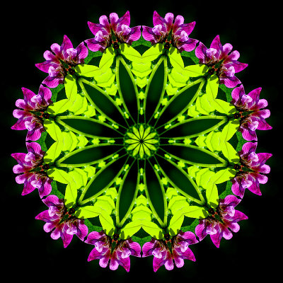 Kaleidoscope created with a wild flower