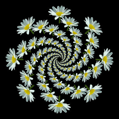 Spiral kaleidoscope created with a wild flower