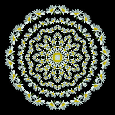 Evolved kaleidoscope created with a wild flower