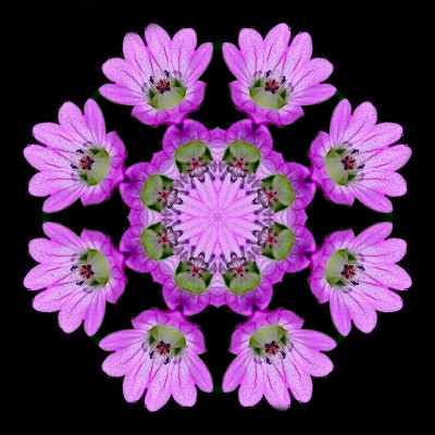 Kaleidoscope created with a wild flower