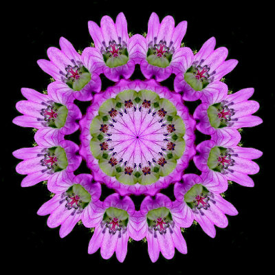 Kaleidoscope created with a wild flower